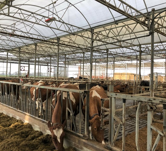 Dairy throwback: Keeping labour to a minimum and automation to a maximum