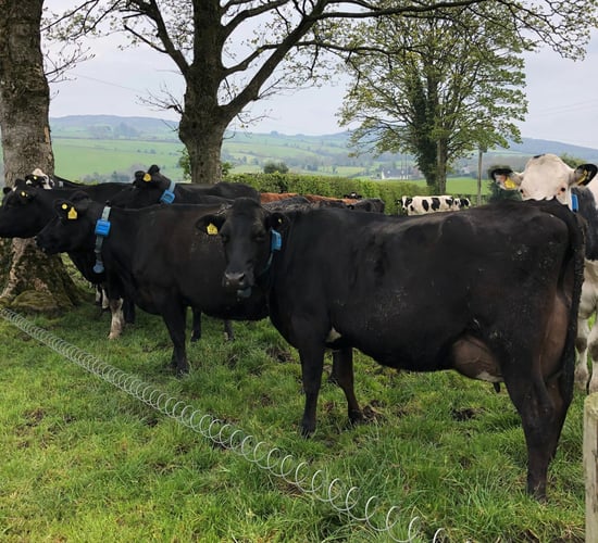 Dairy focus: Monocultures and above-average grass growth in Co. Tyrone