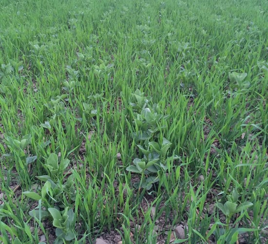 €9.5m in Protein Aid Scheme payments begin to issue to 1,500 farmers