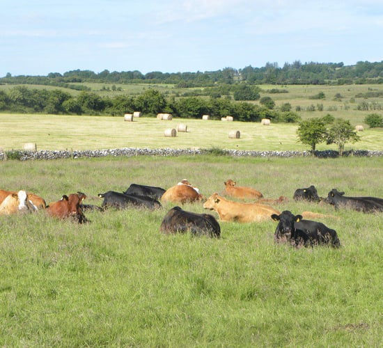 Farmers urged to correct BISS applications before penalties apply