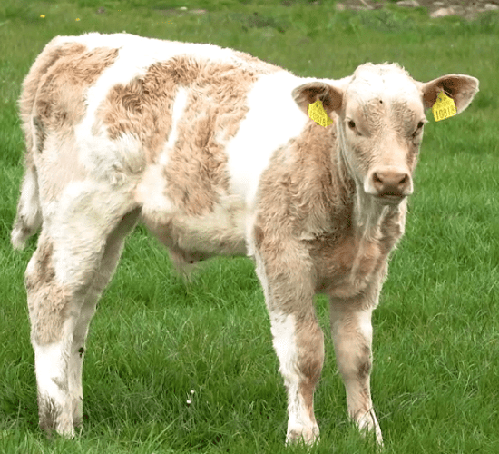 Suckler and dairy calf births: What are the numbers?