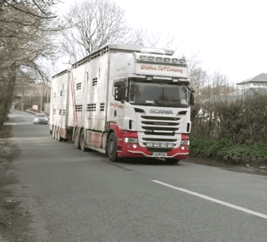 Analysis: How many dairy calves have been shipped to Europe in 2019?