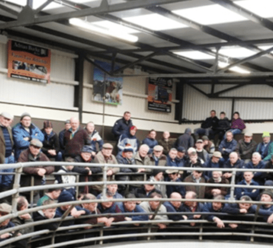 Ballinrobe Mart: Weanling bulls sell to a top price of €2.97/kg