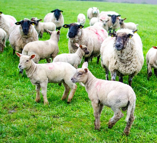 New farm report points to 'low investment' in sheep sector