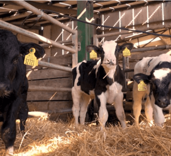The importance of calf health and vaccination discussed in Co. Kildare