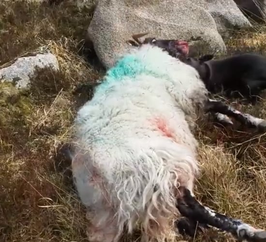 More needed to protect livestock from dog attacks - farm orgs