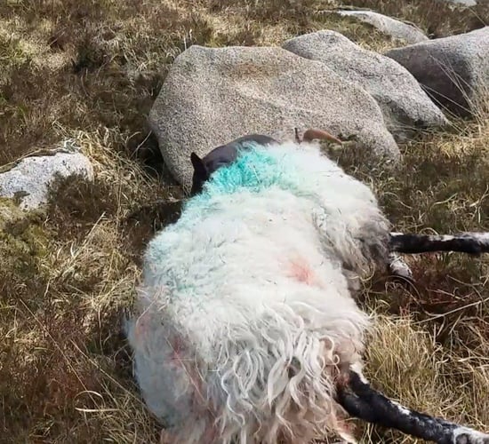 Call for 'urgent intervention' after several dog attacks on livestock