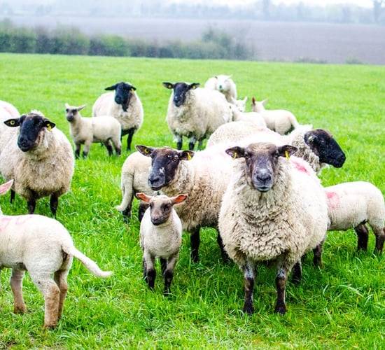 Improving flock performance and returns: Farm walk on next week