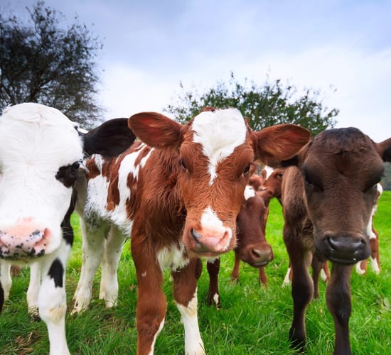 'Farmers need to look at how many dairy-bred heifers they need on their farm'