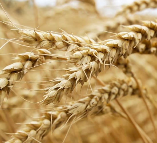 Wheat and maize markets in a state of flux