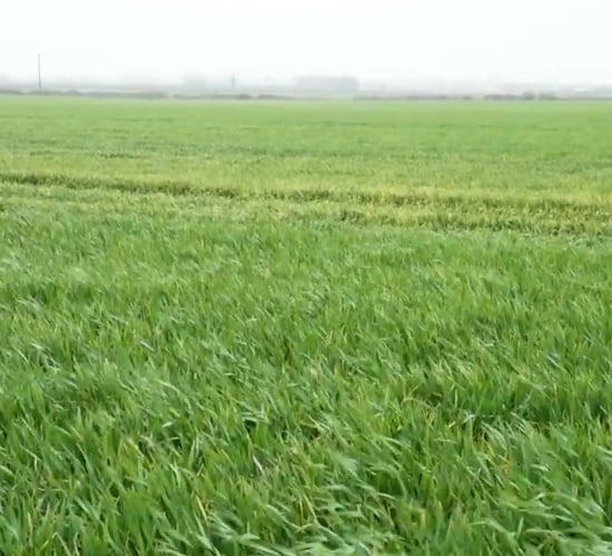 CROPS WATCH: Some winter barley crops stressed. T2 due in coming days.