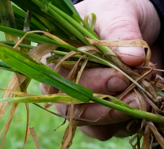 CROPS WATCH: Rust under control; time for T1 on wheat