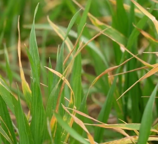 CROPS WATCH: Yellow rust a concern on winter wheat