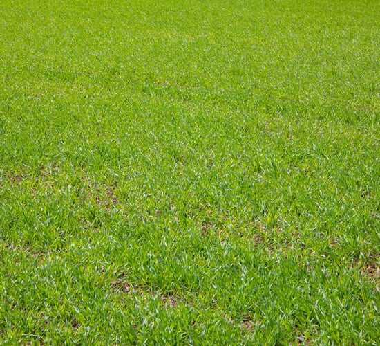 Keeping disease at bay in spring barley crops