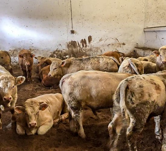 Live exports: Irish slaughter-weight bulls a step closer to Algerian market