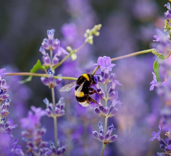 National Biodiversity Week celebrates Natura 2000 sites