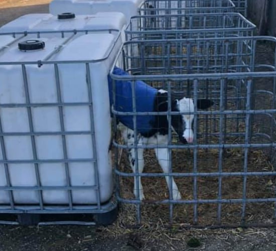 IBC tanks get new lease of life in calf pen conversion