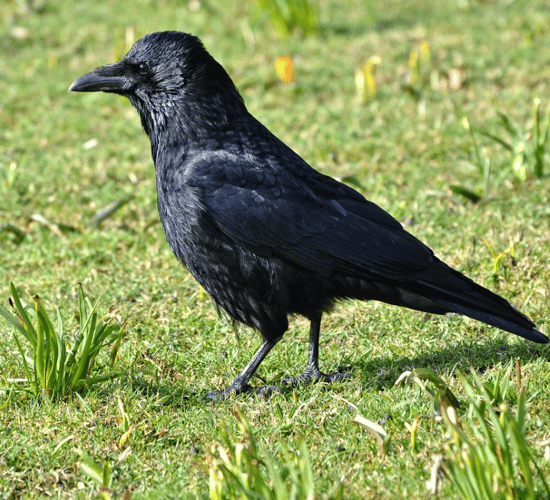 Can farmers get a 'derogation' on wild bird control?