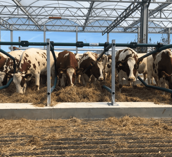 Cows arrive aboard 'world’s first' floating farm in Dutch city