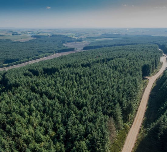 TD to raise forestry setback legislation in Dáil