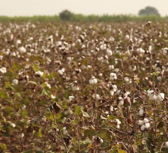 Crop pest control via your smartphone