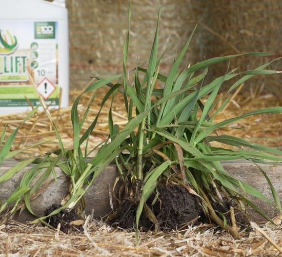 Maximising crop yield and profitability: Growing a plant 'fit for purpose'