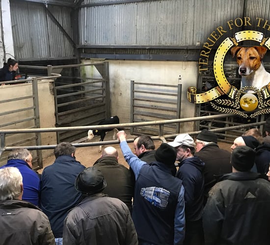 Jack Russell: My local mart looks more like an active retirement club