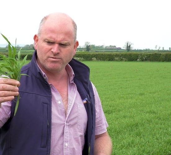 CROPS WATCH: Disease present in spring barley...T1 due