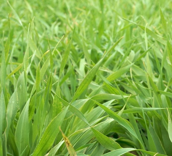 Farmers urged to check cereal crops for presence of grain aphids