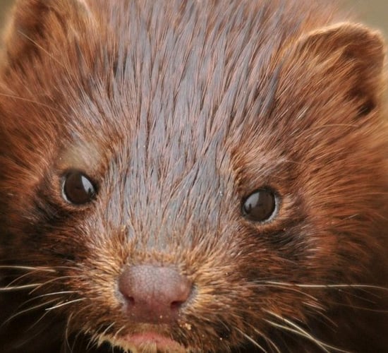 Wild mink should be included in nationwide cull - Fitzmaurice