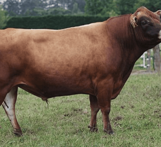 'One-of-a-kind' Jersey bull enters New Zealand Hall of Fame