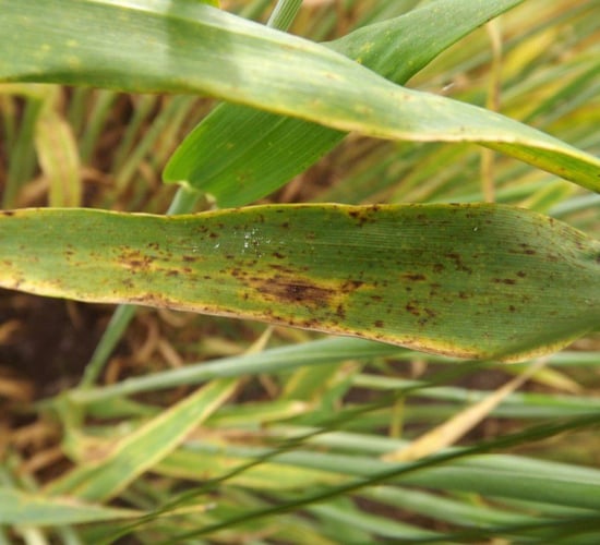 Varietal resistance important in fight against Ramularia