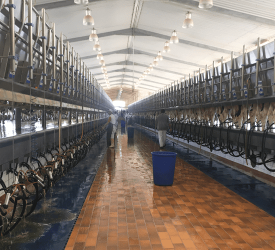 Job position now available on Saudi Arabian dairy farm