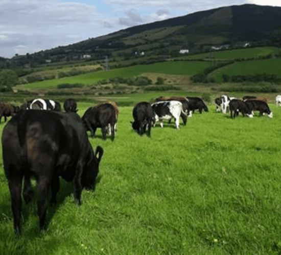 Macra na Feirme raises planning delays issue with Taoiseach and minister