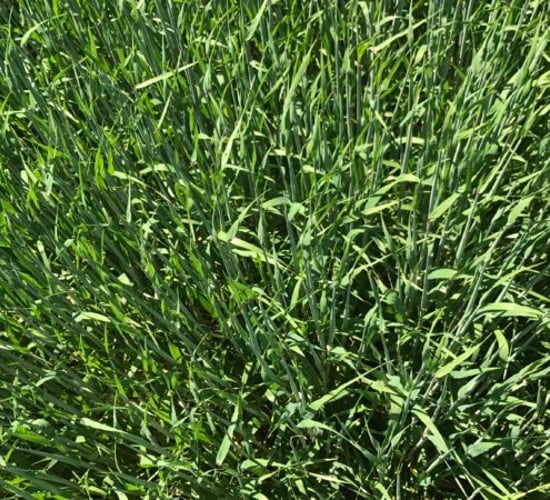 Where is the harvest malting price sitting at present?