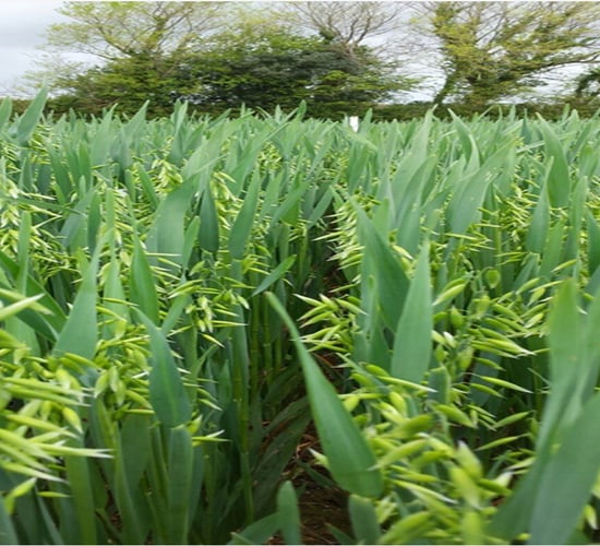 Oats: Why the final fungicide can make a real difference