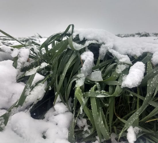 Status Yellow snow/ice warning in place for one county with wintry weather ahead