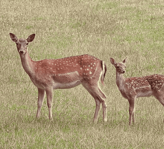 TB: Department 'adopts head-in-the-sand' approach to deer