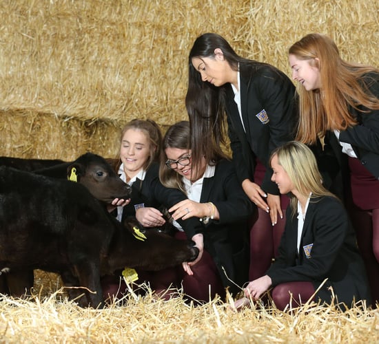 5 schools selected for latest Angus calf rearing competition