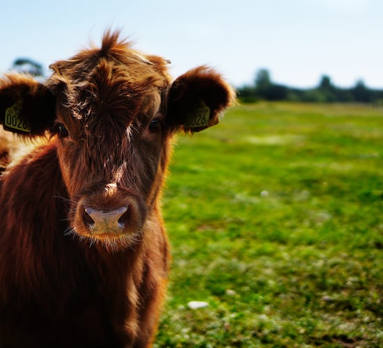 Lower emissions from cattle manure than previously thought - new research