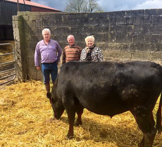 Beef focus: Irish-bred Wagyu stock bulls head for southwest Wales