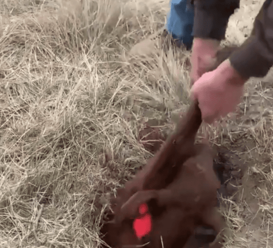 Farmer finds missing calf...buried in badger burrow