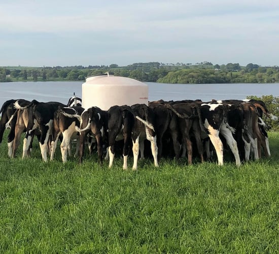 Getting your dairy heifer calves to target weight