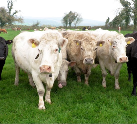 Climate Action Plan: A help or a hindrance to Irish farming?