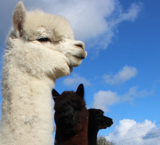 'Alpacas are docile but need assertive handling'