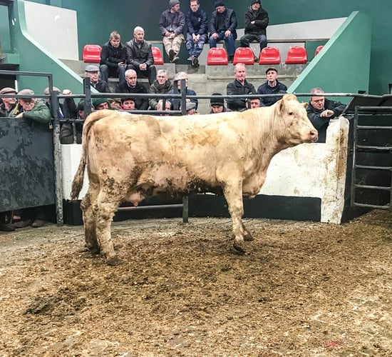 Mart trade: Cow price improvement in some marts