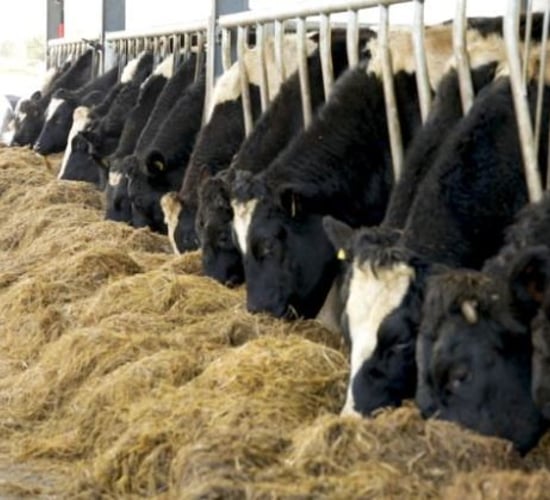 Twenty20 Beef Club 'is anti-competitive' and 'restrictive' - TDs claim