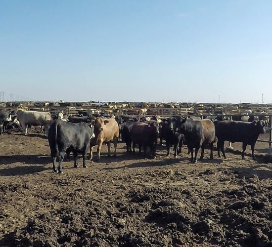 What is the carbon footprint of the entire US beef industry?