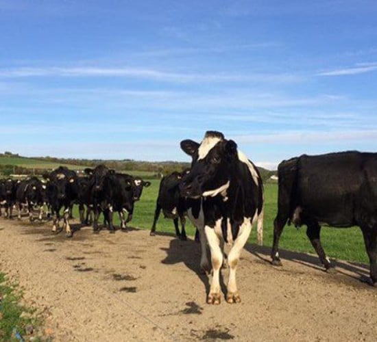 Glanbia 'respects decision' of Greenfield owners to exit project