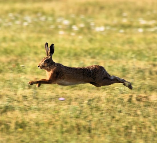 NPWS: 43 prosecution cases in 2023 for alleged breaches of wildlife acts